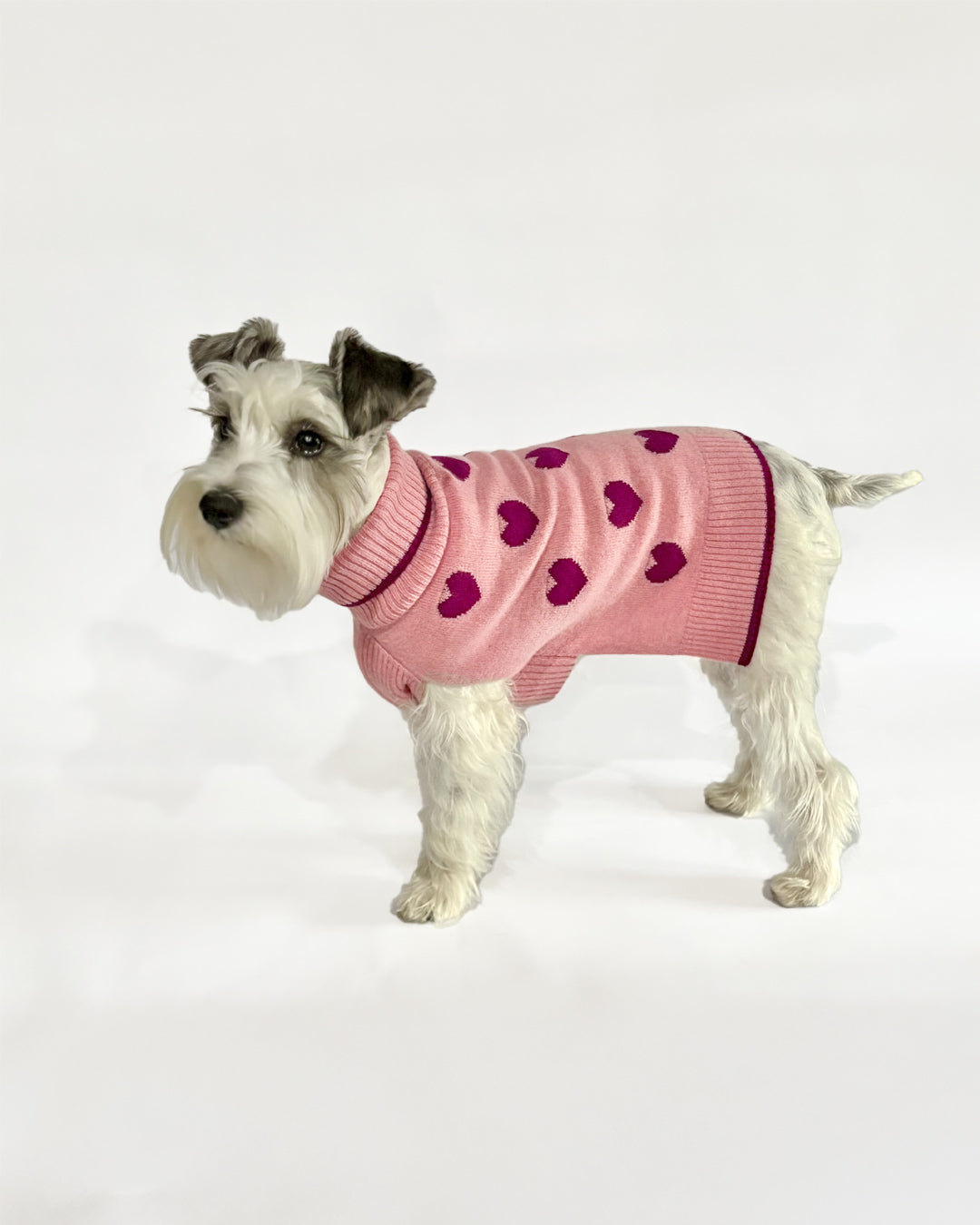 Dog wearing a pink sweater with heart patterns on a white background