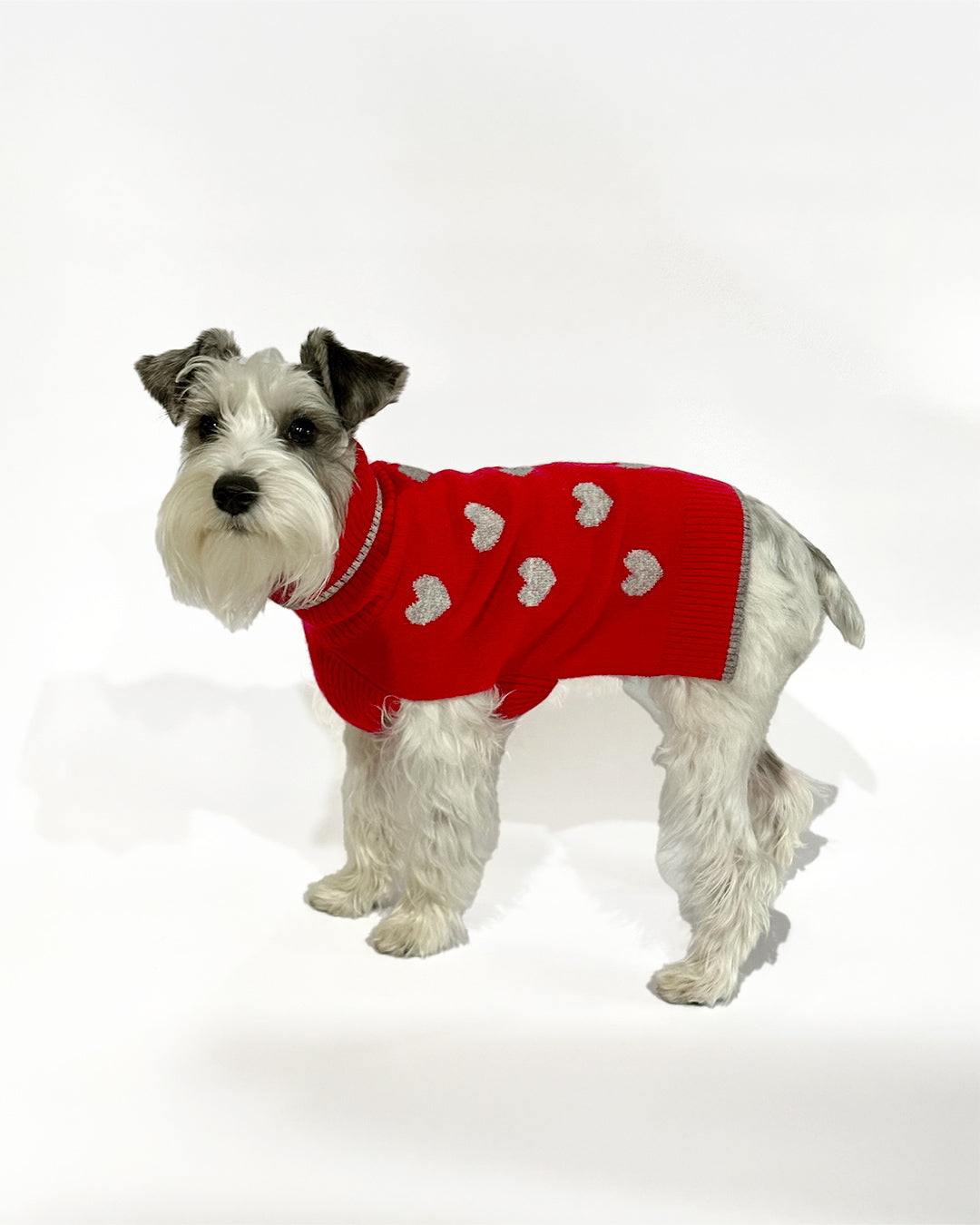 Dog wearing a red sweater with heart patterns on a white background