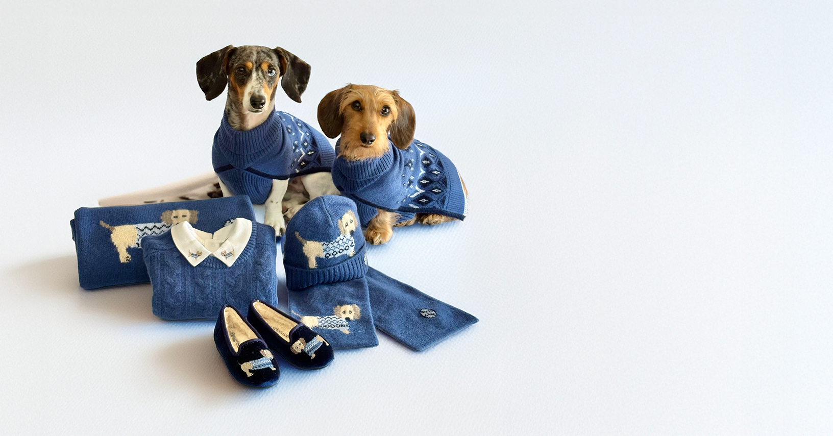 dogs in blue cashmere sweaters sitting
